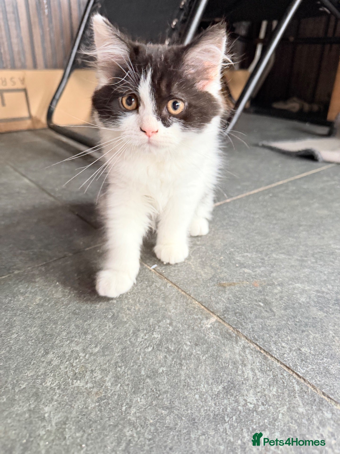 British Shorthair cats Beautiful Fluffy Female Kittens – Loving Homes 🐾 - Advert 2