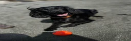Sprocker dogs for sale: Cocker spaniel - Advert 2