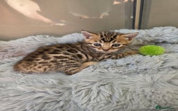 Bengal cats for sale: Lovely bengal kittens(Tica reg.)😍 - Image 37