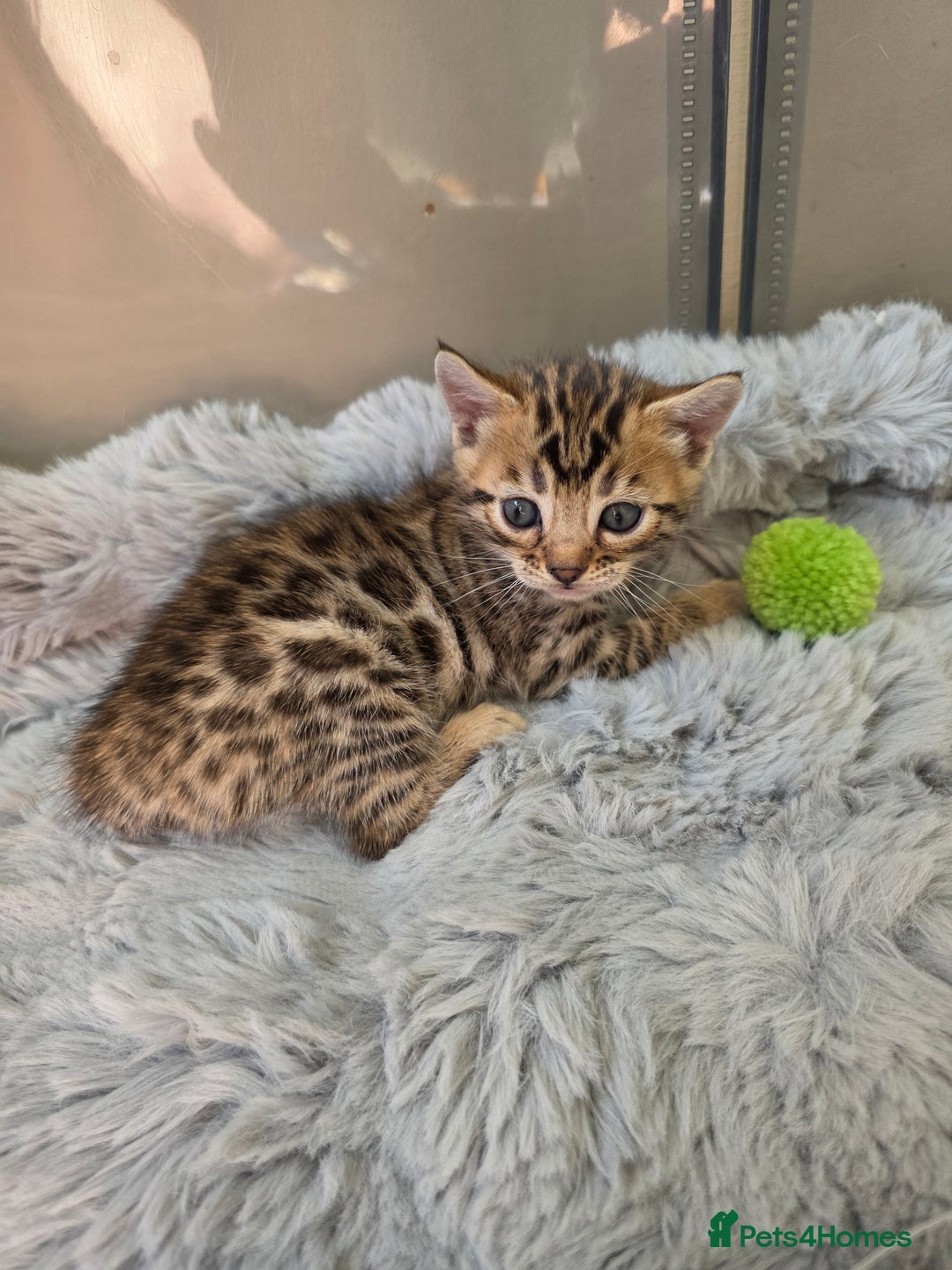 Bengal cats for sale: Lovely bengal kittens(Tica reg.)😍 - Image 37