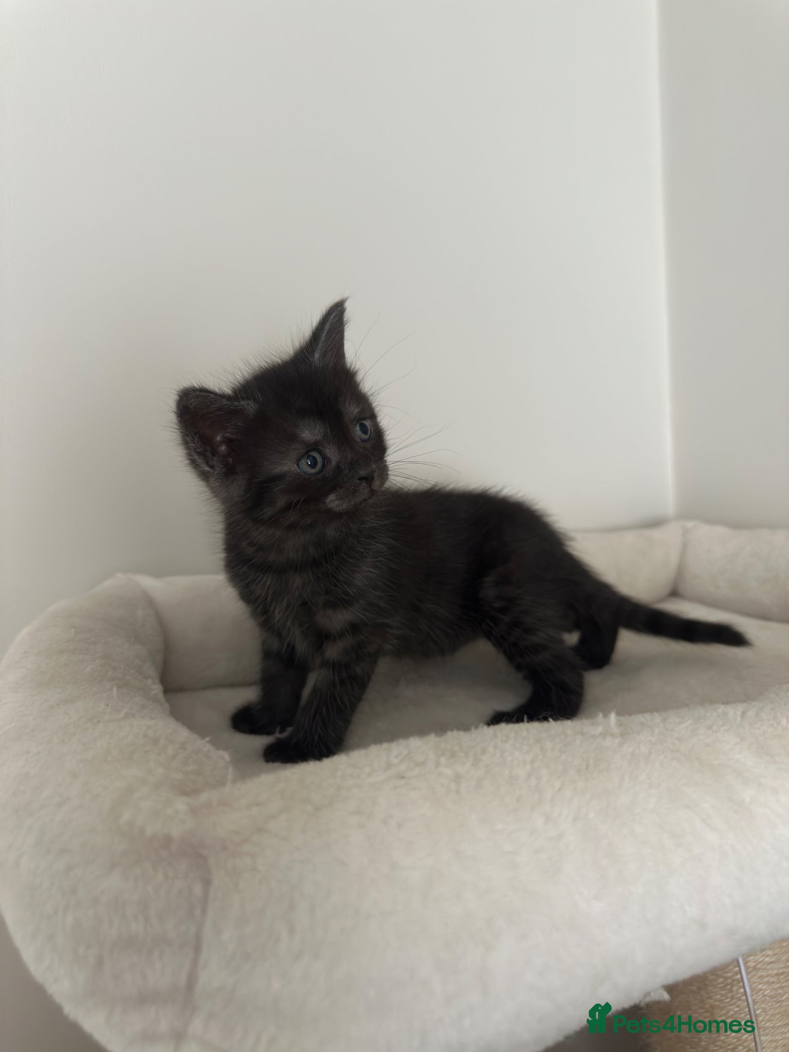 Mixed Breed cats for sale: Maine coon mix breed kittens  - Advert 5