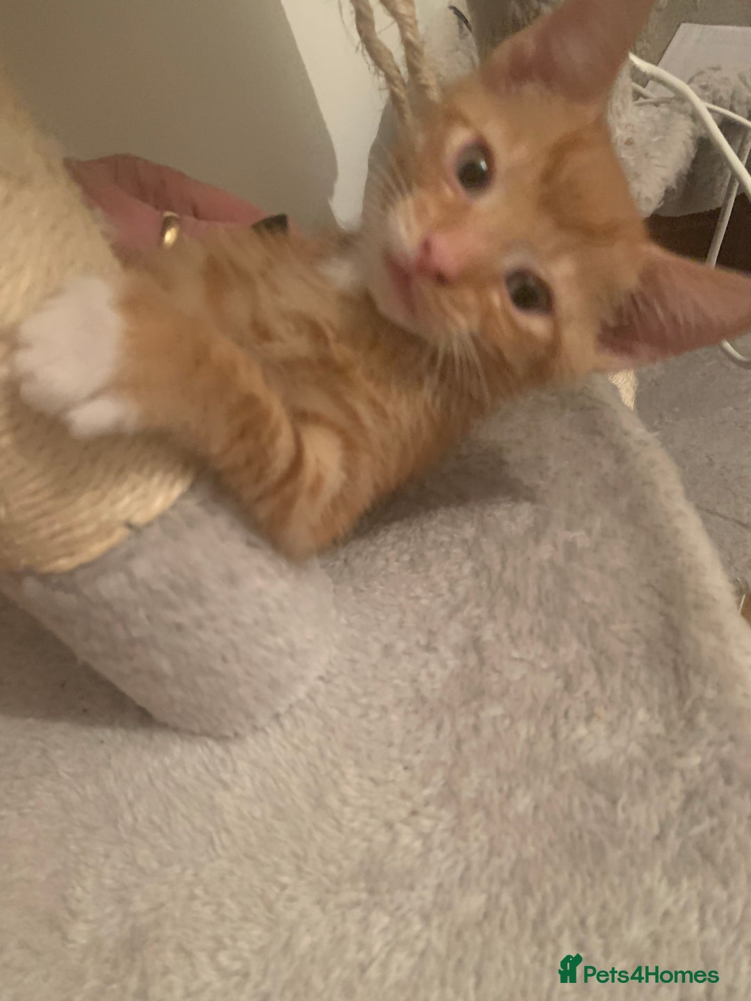 British Shorthair cats for sale: Beautiful Ginger, calico and tuxedo kittens - Image 2