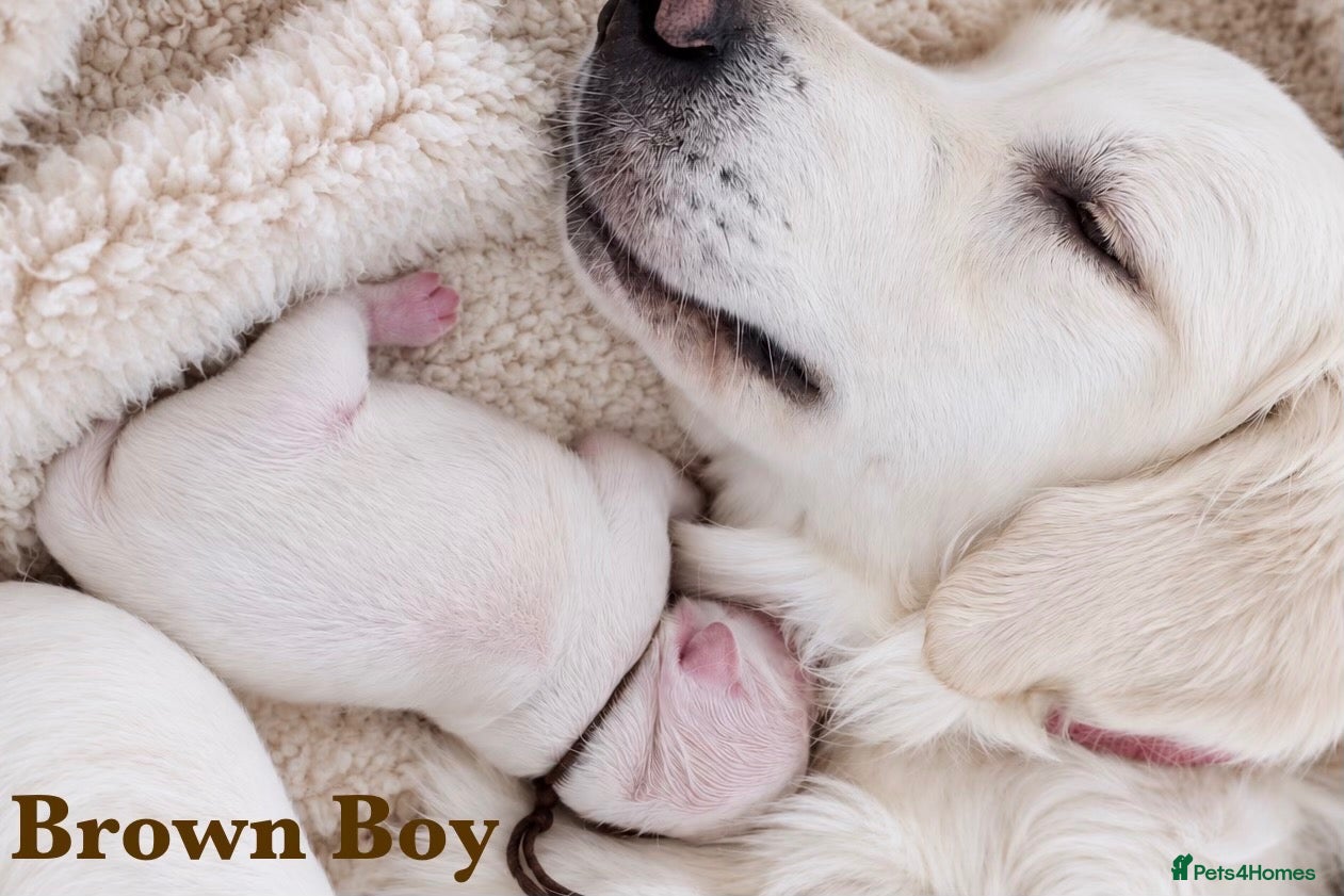 Golden Retriever dogs KC Champion line puppies from DNA tested parents  - Advert 2