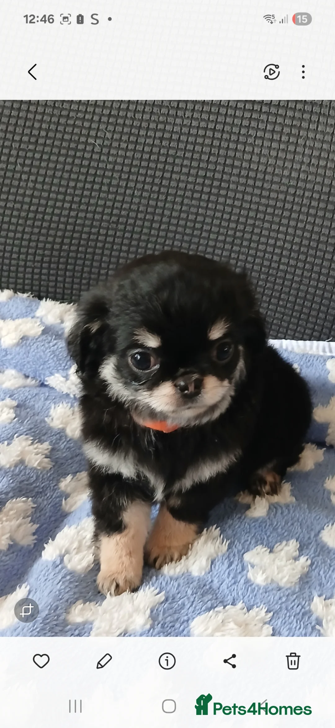 Chihuahua dogs for sale:  ❤️READY NOW ❤️ KC LONG COAT CHIHUAHUA PUPPIES  - Advert 15