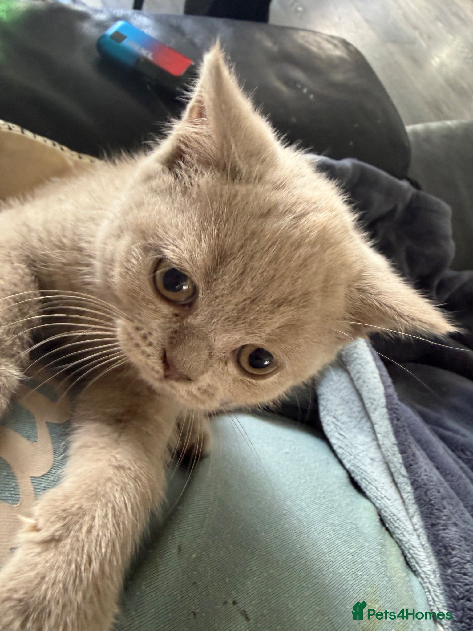 British Shorthair cats British Shorthair  - Advert 5