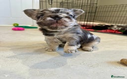 French Bulldog dogs for sale: Visual Fluffy French Bulldogs x 4 Male - Advert 26