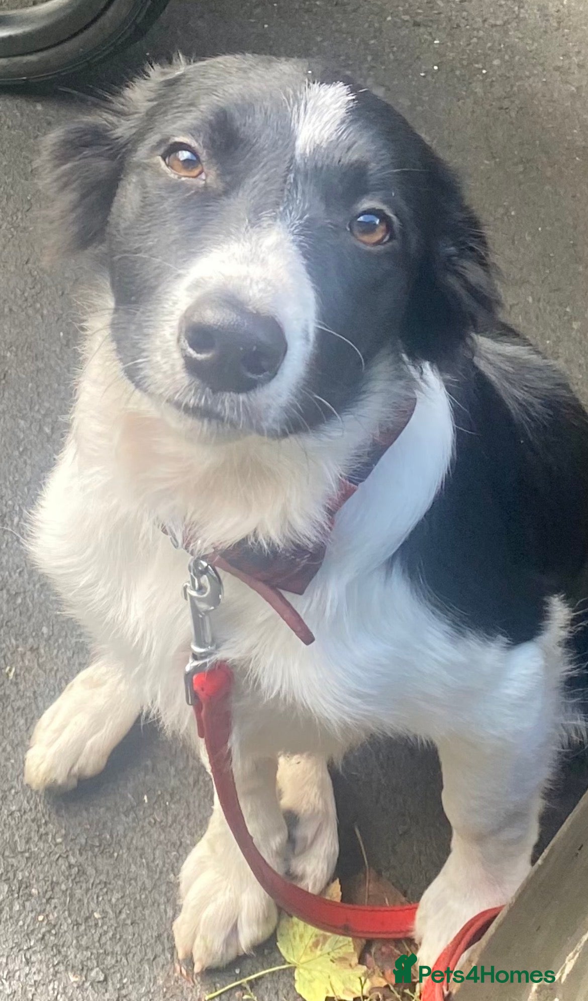Border Collie dogs Looking for a new family - Advert 4
