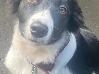 Border Collie dogs Looking for a new family - Advert 4