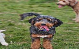 Bernedoodle dogs for sale: Curtabemdoodles Bernedoodles  - Image 39