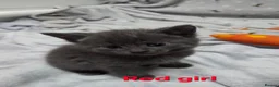 Mixed Breed cats for sale: Beautiful kittens looking for their forever homes  - Advert 20