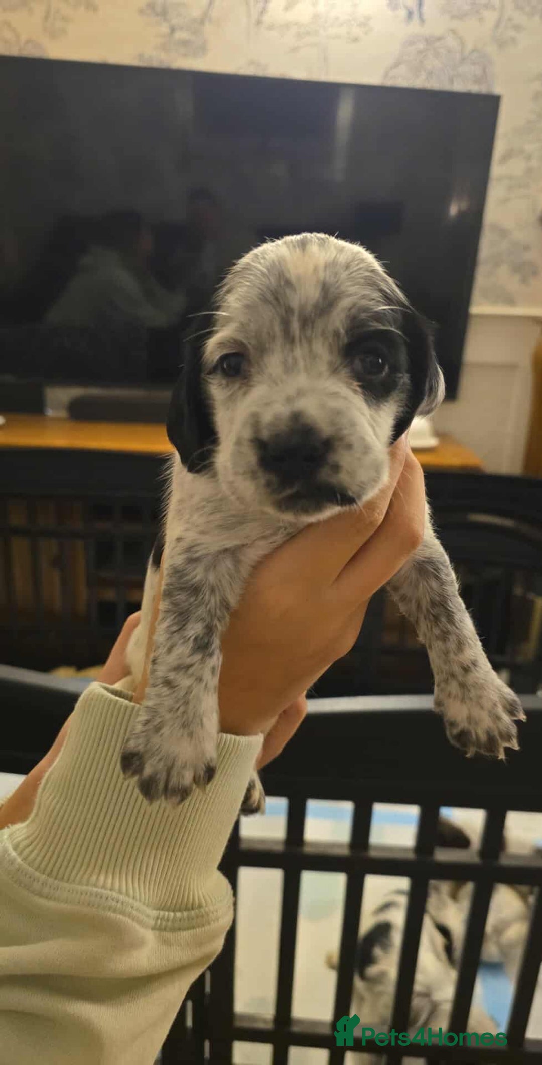 Sprocker dogs for sale: Cocker spaniel puppies  - Advert 2