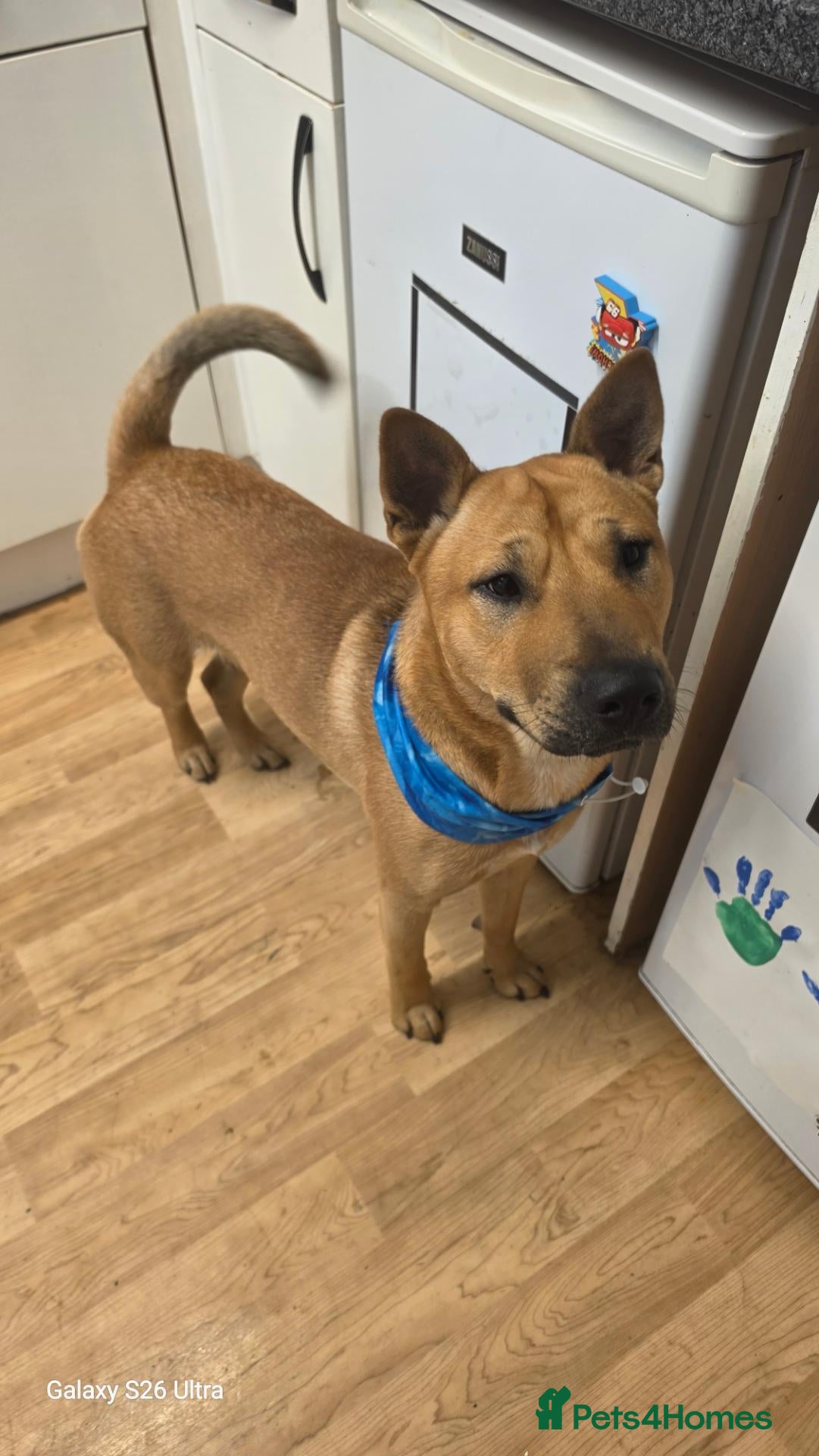 Mixed Breed dogs Mixed  - Advert 4