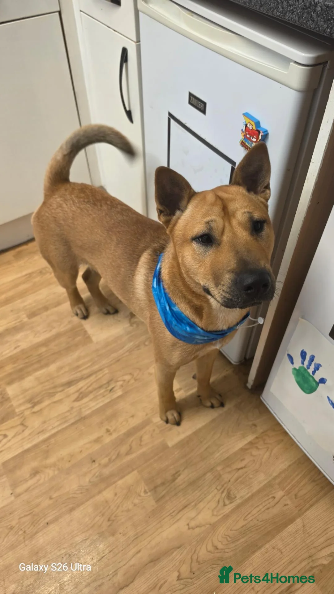 Mixed Breed dogs for sale: Mixed  in Salisbury - Advert 1