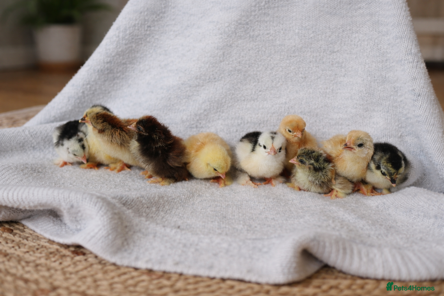 Chickens poultry Pekin Bantam Chicks (LAST FEW REMAINING)  - Advert 6