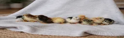 Chickens poultry for sale: Pekin Bantam Chicks  in Nottingham - Advert 14