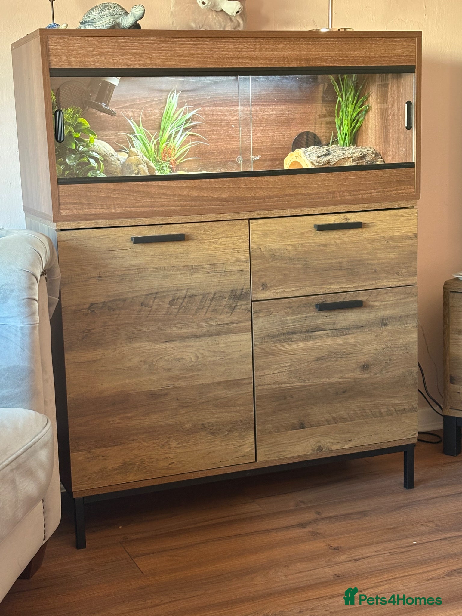 Hermann Tortoise reptiles 8 month old male hermann tortoise - Advert 1