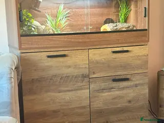 Hermann Tortoise reptiles 8 month old male hermann tortoise - Advert 1