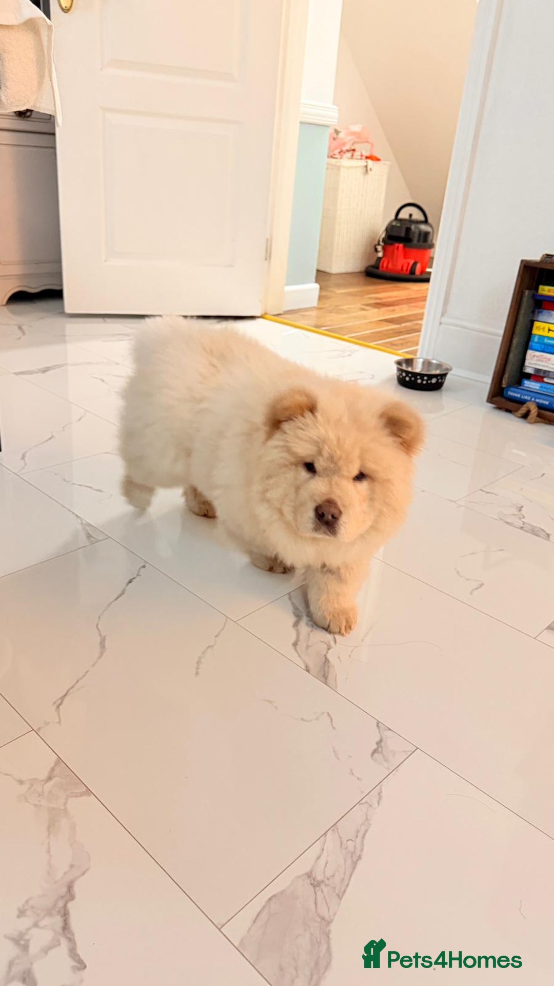 Chow Chow dogs for sale: Cream boy chow chow - Advert 4