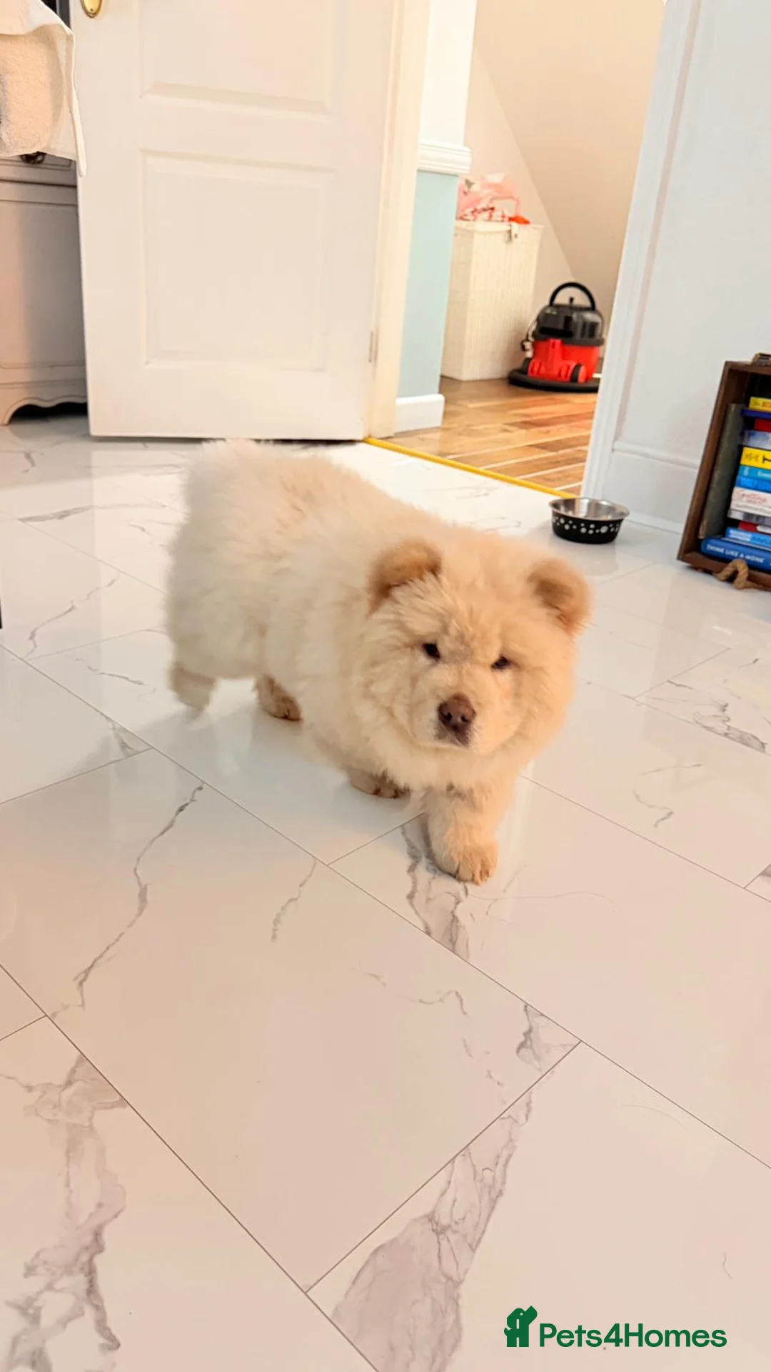 Chow Chow dogs for sale: Cream boy chow chow - Advert 4