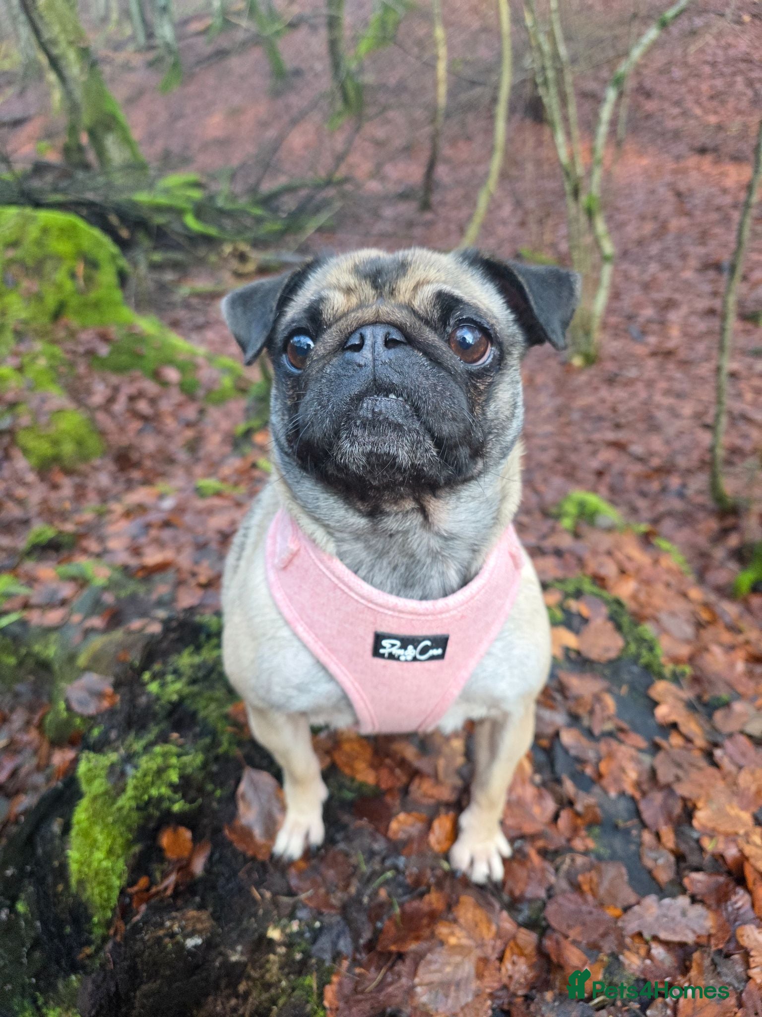 Pug dogs One Male Pug Puppy  - Advert 12