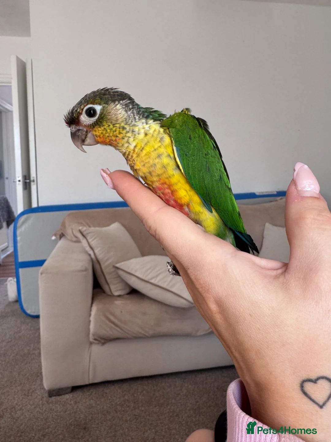 Conures birds for sale: Green cheek conure  in Bognor Regis - Advert 4
