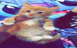 British Shorthair cats for sale: Kittens forsale  - Image 12