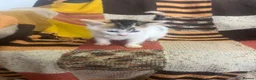 Mixed Breed cats for sale: Kittens looking for their forever homes  - Advert 6