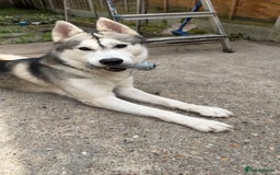 Siberian Husky dogs for stud: Look to Stud - Image 6