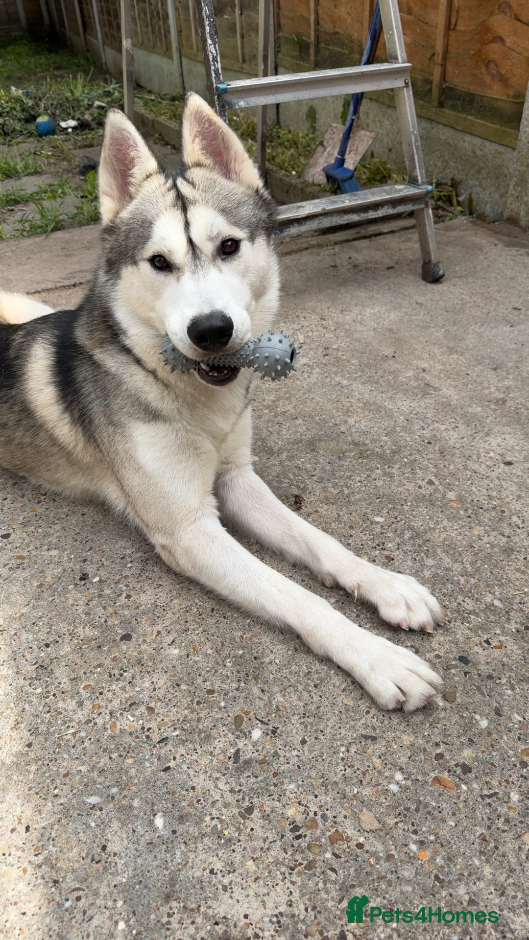 Siberian Husky dogs for stud: Look to Stud - Image 6