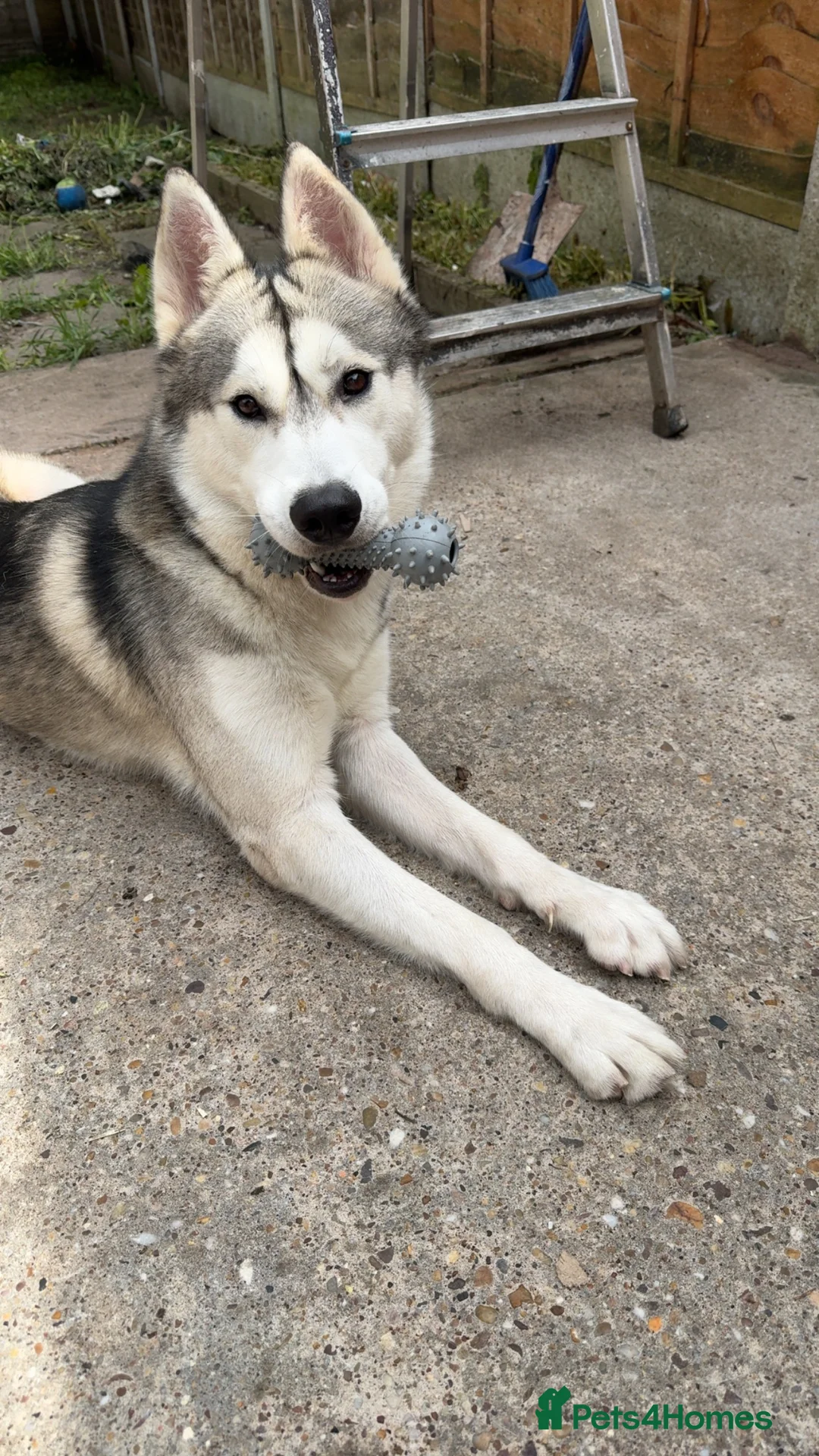 Siberian Husky dogs for stud: Look to Stud - Advert 6