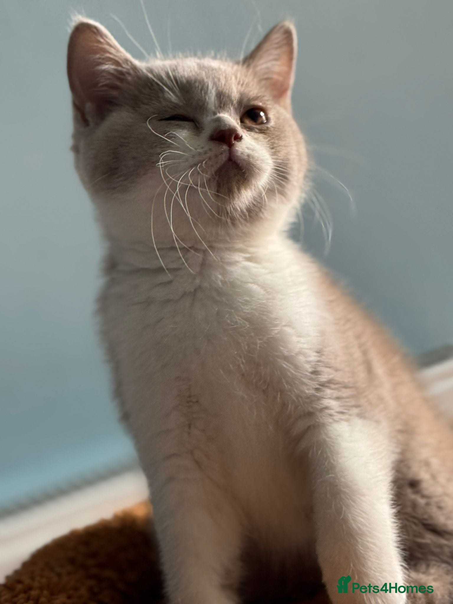 British Shorthair cats 🐾British Shorthair Kittens GCCF Registered🐾 - Advert 2