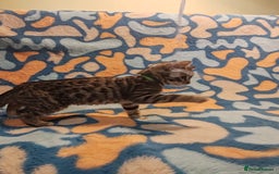 Bengal cats for sale: Bengal mix kittens for sale - Image 14
