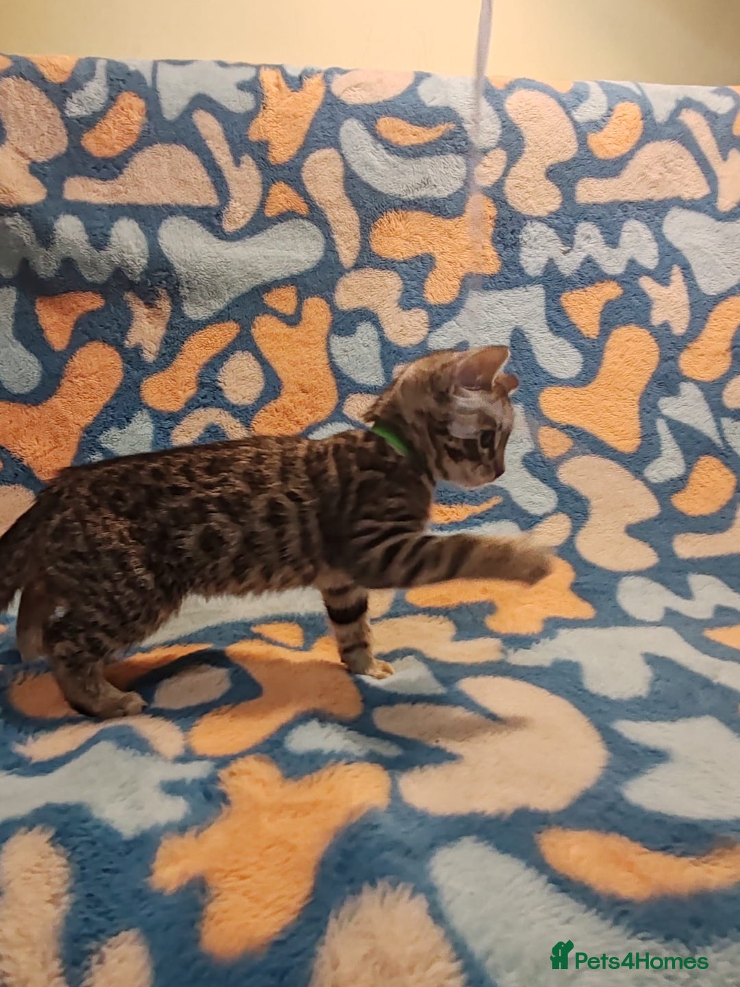 Bengal cats for sale: Bengal mix kittens for sale - Image 14