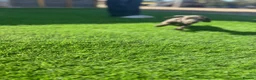 Miniature Dachshund dogs for sale: true tiny dachshunds! - Advert 34