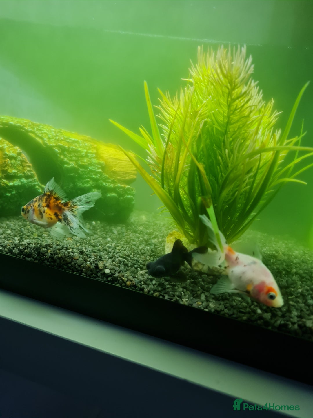 Fancy Goldfish fish for sale: 3 beautiful fancy goldfish  - Advert 3