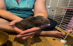 Guinea Pig rodents for sale: Male Guinea pigs 2x - Image 3