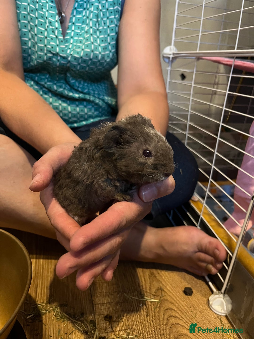 Guinea Pig rodents for sale: Male Guinea pigs 2x - Image 3