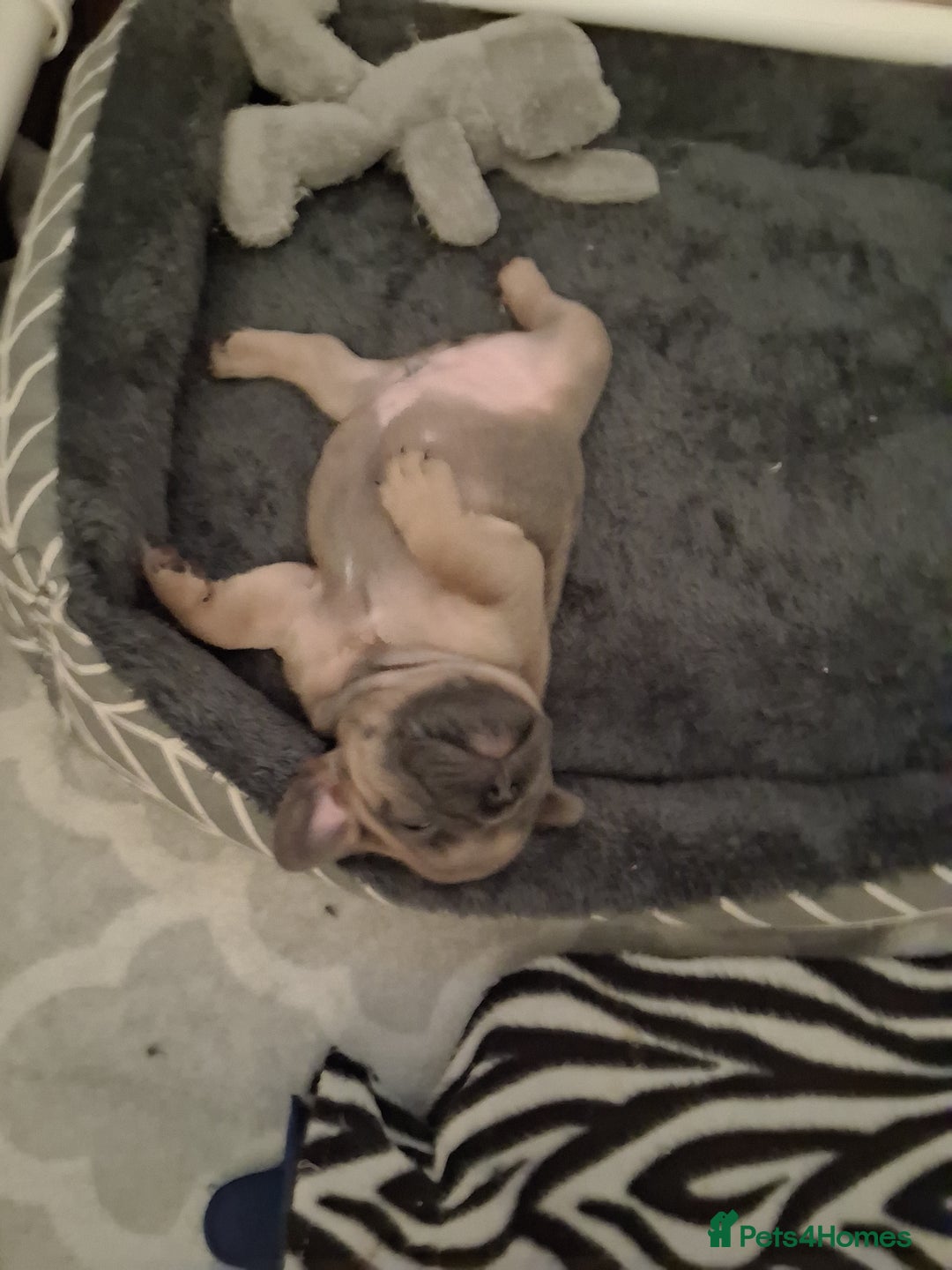 French Bulldog dogs for sale: French bulldogs - Advert 16