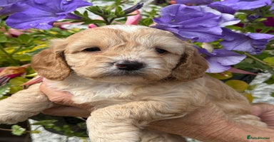 Cockapoo dogs - Advert 2