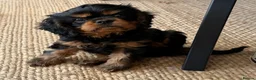 Cavalier King Charles Spaniel dogs for sale: HEART, EYE and DNA Tested Black and Tan boy  in Chard - Advert 6