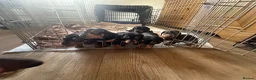 Dachshund dogs for sale: Beautiful Dachshund pups in Bristol - Advert 8