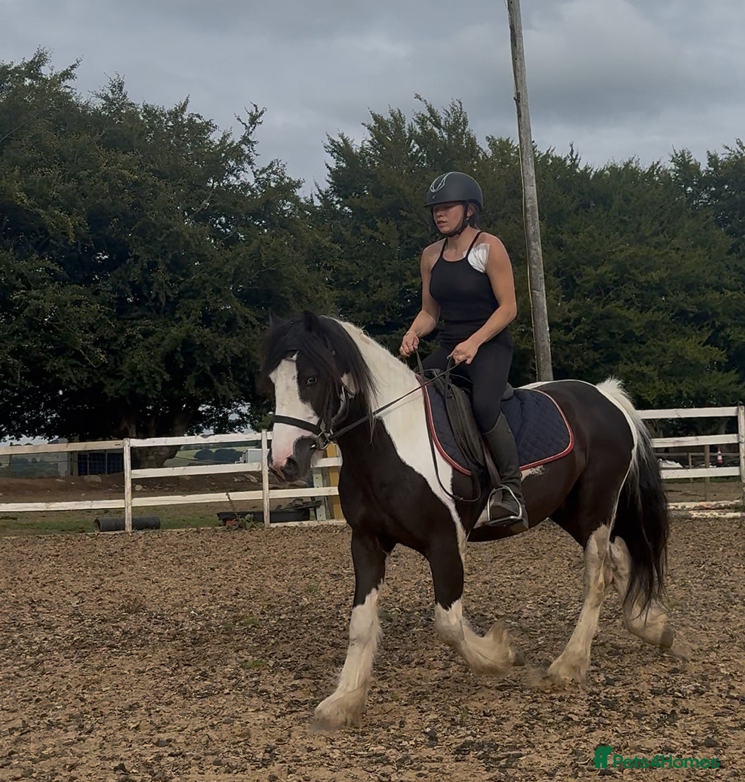 Irish Cob horses for sale: 14hh 6 year old gelding cob - Image 14