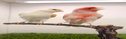 Canaries birds for sale: x2 very good quality red mosaic pairs  - Advert 2