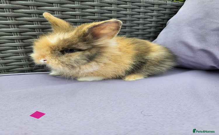 Lionhead rabbits - Advert 2