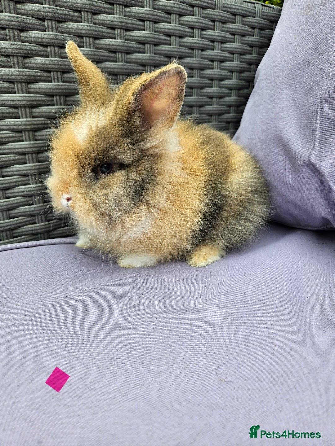 Lionhead rabbits for sale: Lionhead rabbits  - Image 1