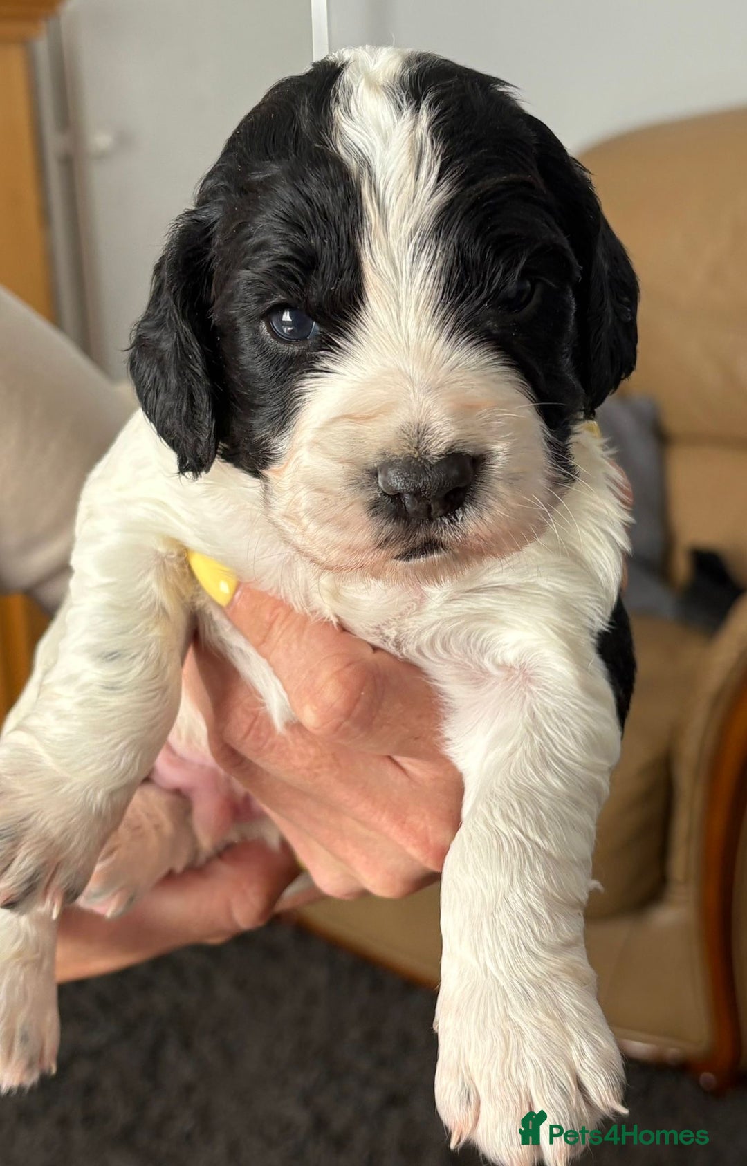 Cocker Spaniel dogs for sale: Working Cocker Spaniel Puppies - Image 1