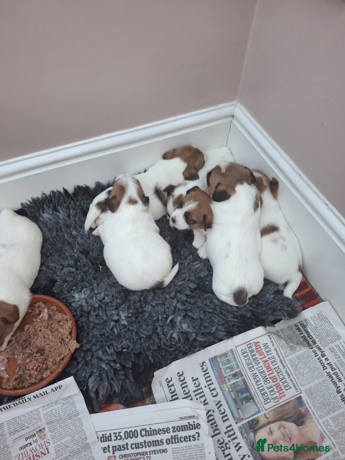 Jack Russell dogs Beautiful litter of KC registrated Jack Russells - Advert 2