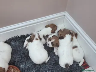 Jack Russell dogs Beautiful litter of KC registrated Jack Russells - Advert 2