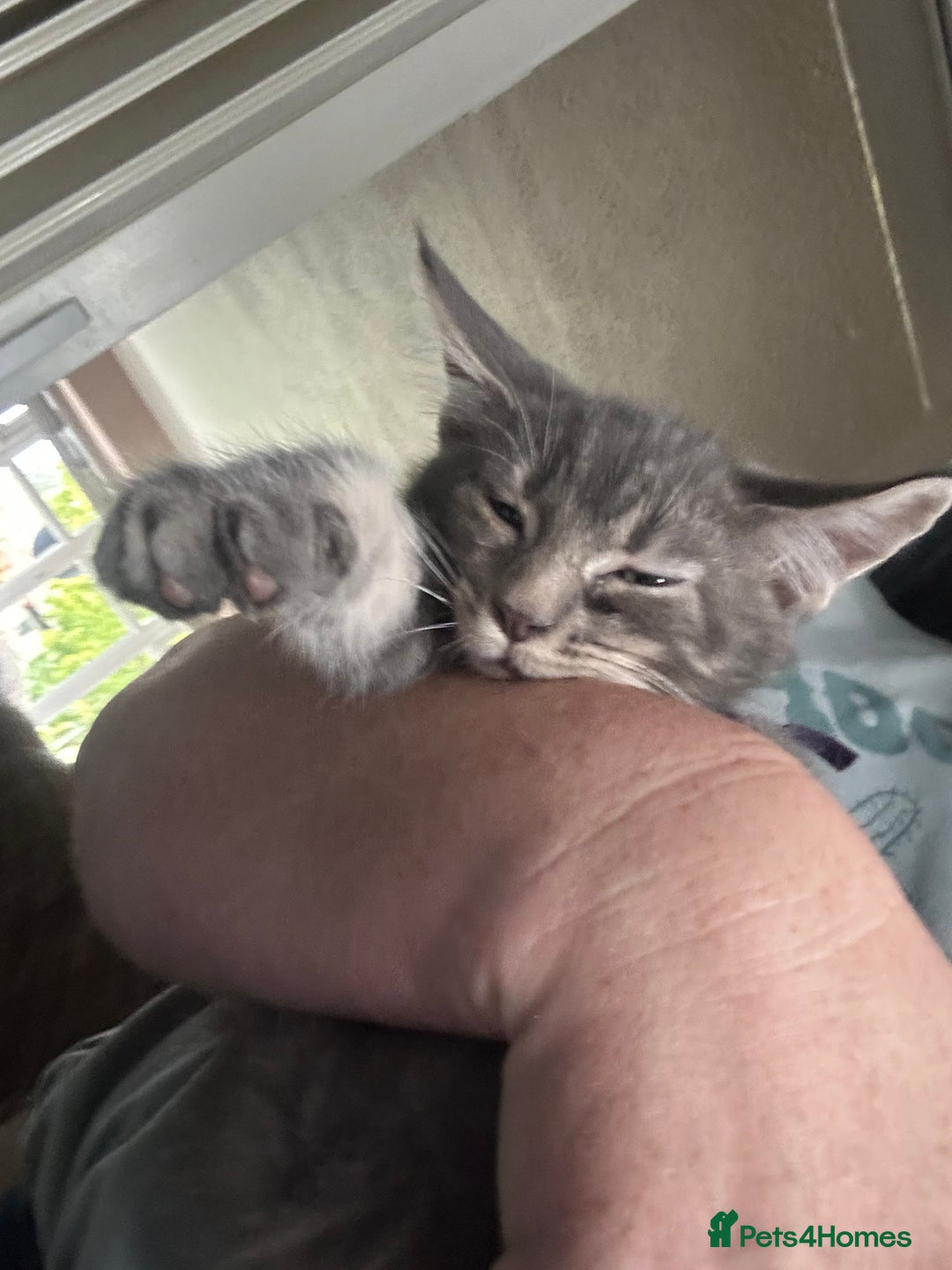 Mixed Breed cats for sale: Mainecoon x kittens  - Image 13