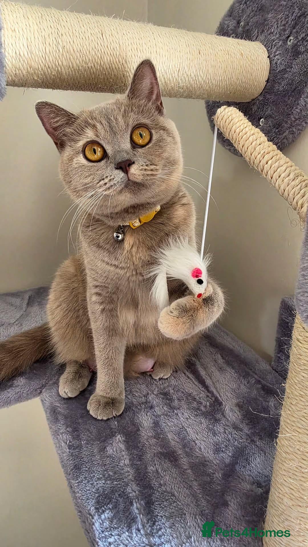 British Shorthair cats Chocolate BSH Female Kittens | TICA Registered - Advert 2